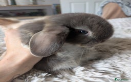 Mini Lop rabbits for sale: Mini Lop Rabbits – 3 Friendly Boys - Image 4