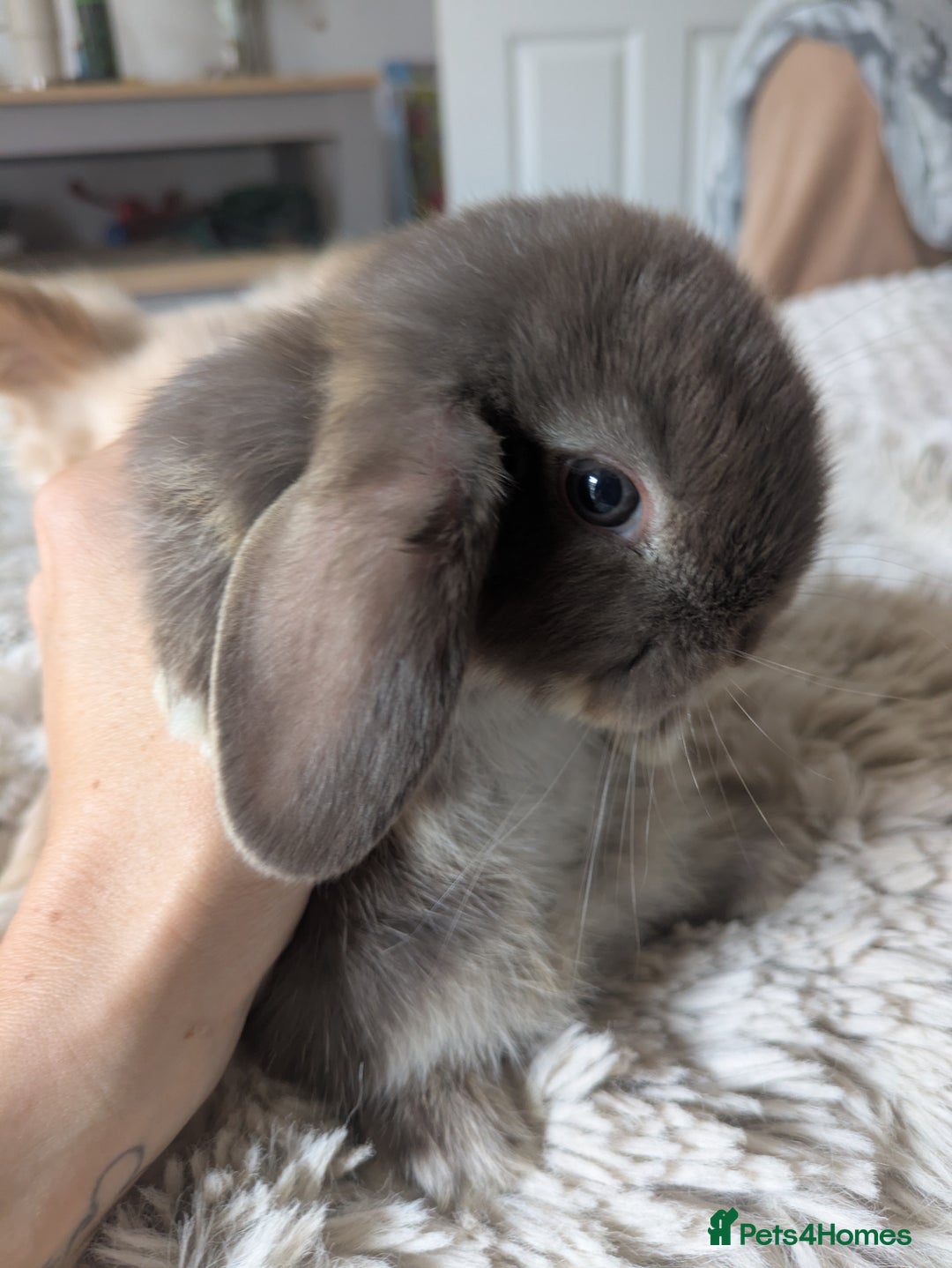 Mini Lop rabbits for sale: Mini Lop Rabbits – 3 Friendly Boys - Image 4