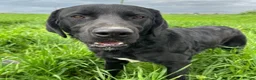 Mixed Breed dogs for adoption: Lonzo (Retriever mix) in Basingstoke - Advert 11