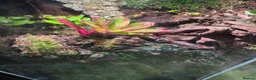 Mixed Breed reptiles for sale: established bioactive vivarium for sale. - Advert 5