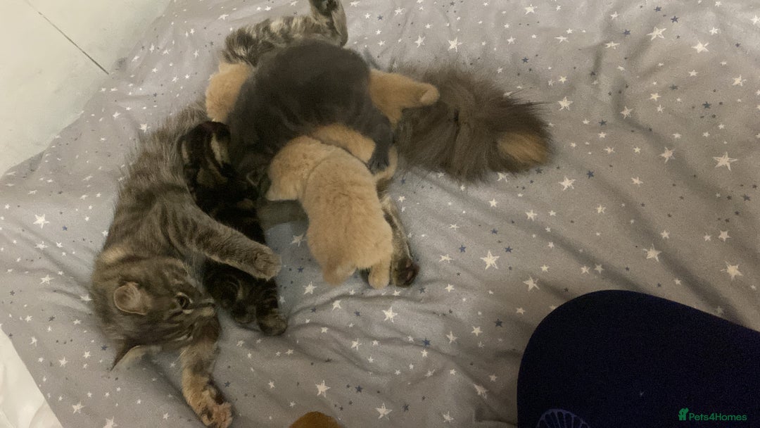 Mixed Breed cats for sale: 5 beautiful kittens  - Image 13