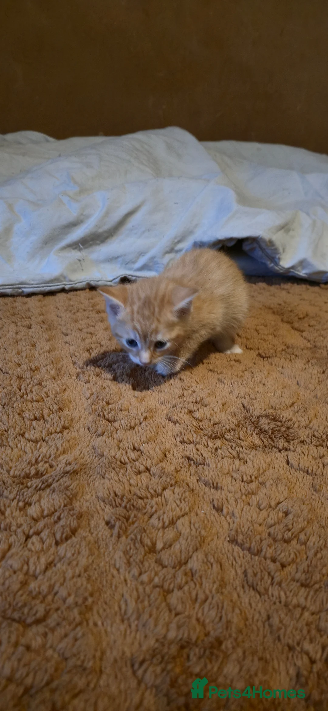 Domestic Shorthair cats for sale: Beautifull 2 last kittens left ready now - Advert 13