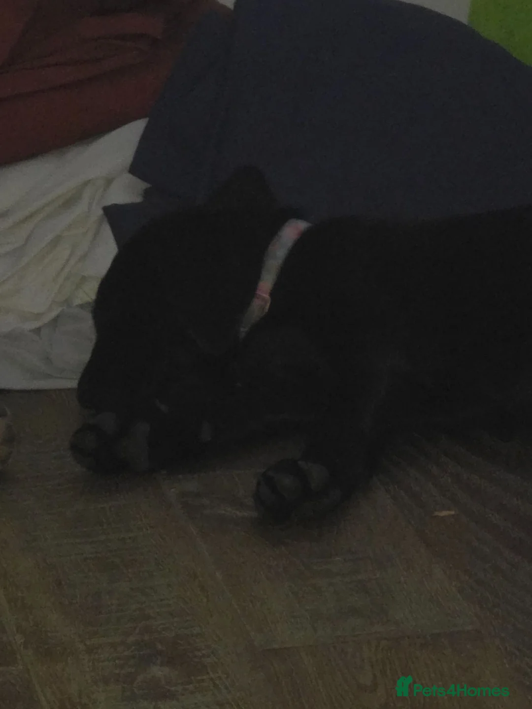 Labrador Retriever dogs for sale: Black labs  - Advert 2