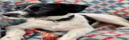 Mixed Breed dogs for adoption: Hairy Hayden - Advert 3
