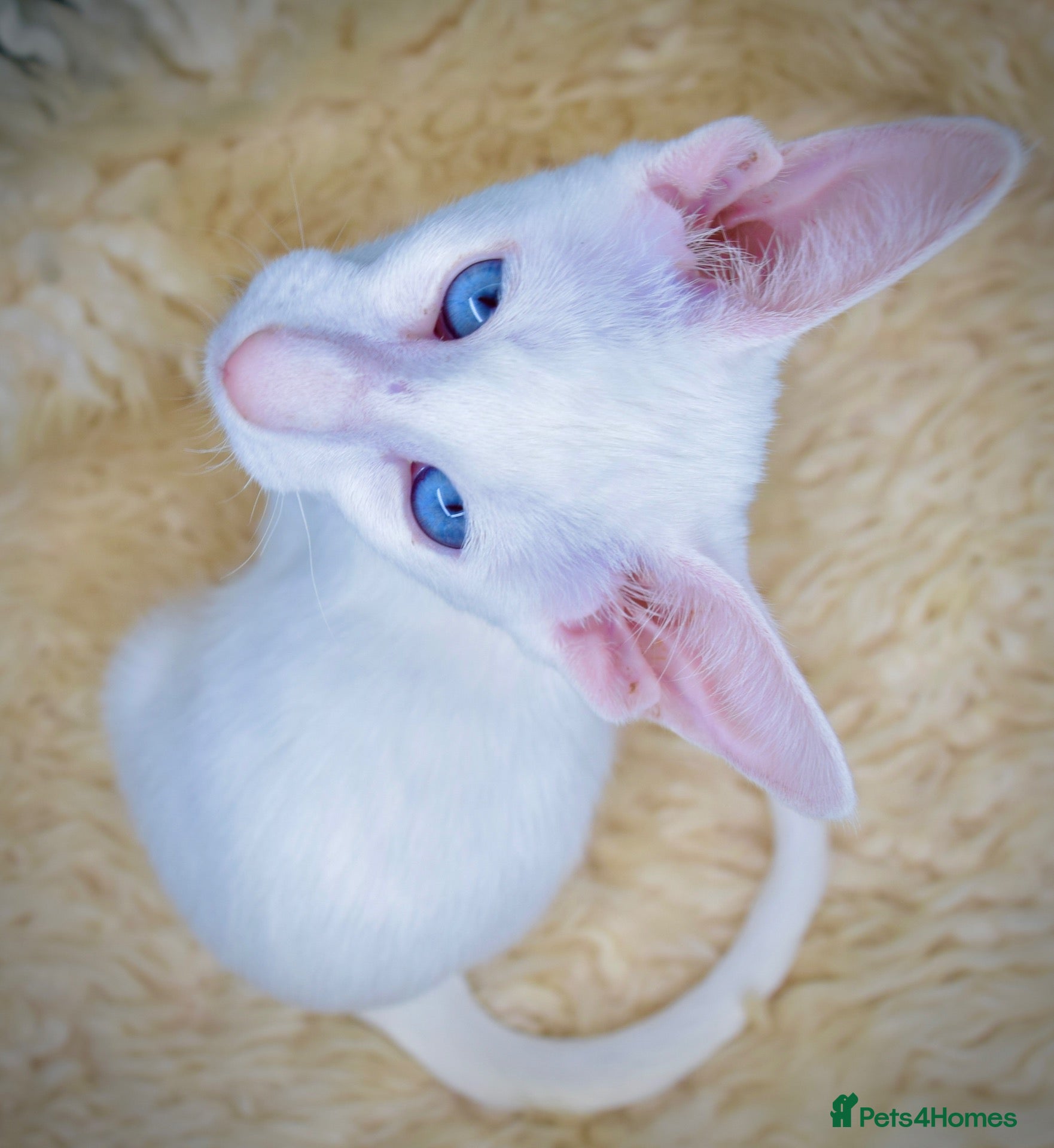 Oriental cats White Oriental Female Available 🤍 - Advert 12