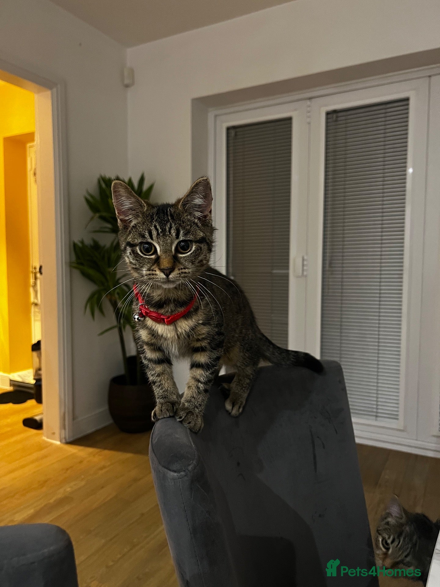 American Shorthair cats Tabby kittens  - Advert 2