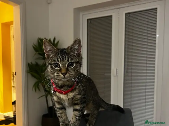 American Shorthair cats Tabby kittens - Advert 2