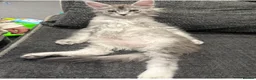 Maine Coon cats for sale: GCCF REG Blue ticked (a25 ) Tabby Female Kitten - Advert 5
