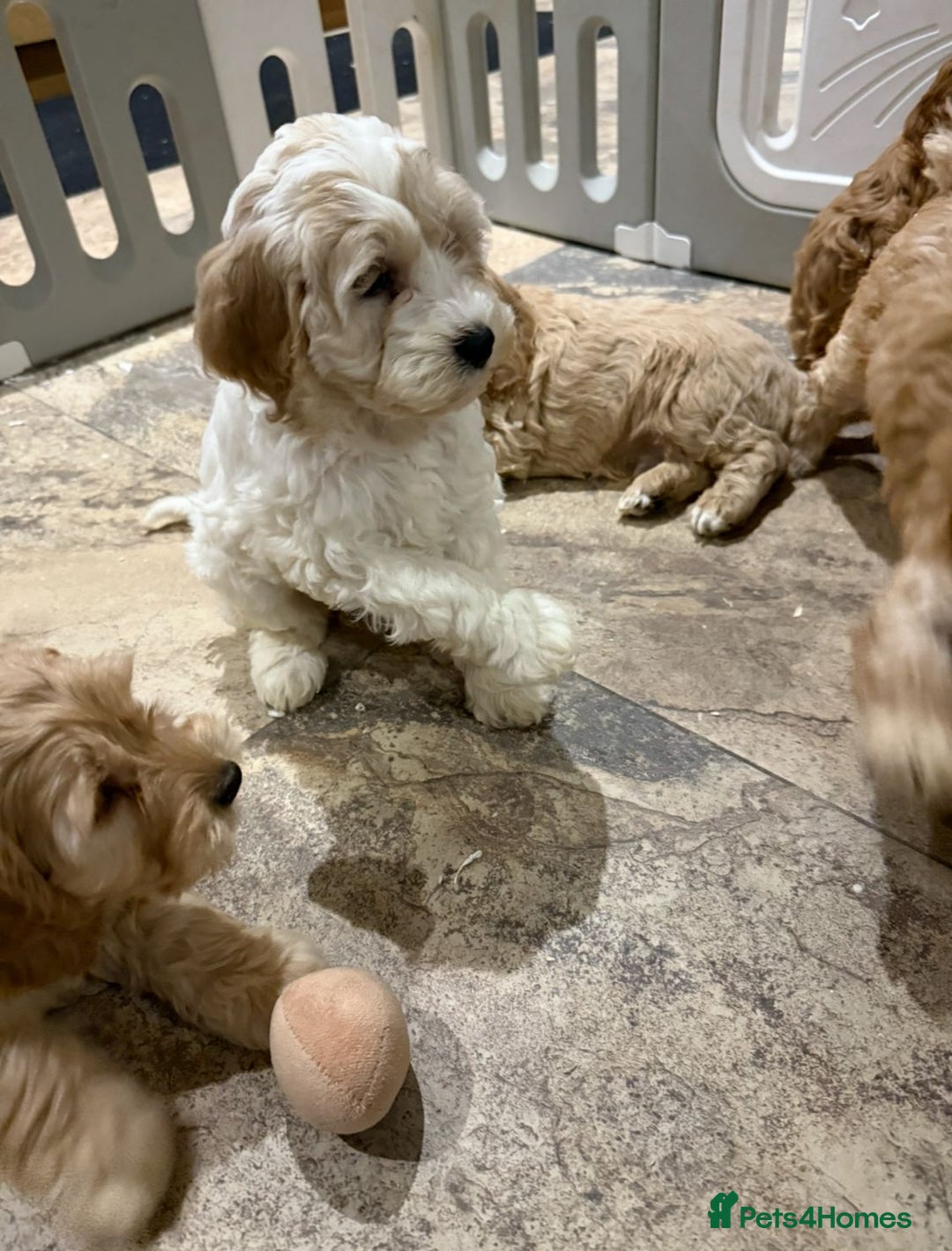 Cockapoo dogs for sale: Quality Cockapoo Puppies - Advert 8