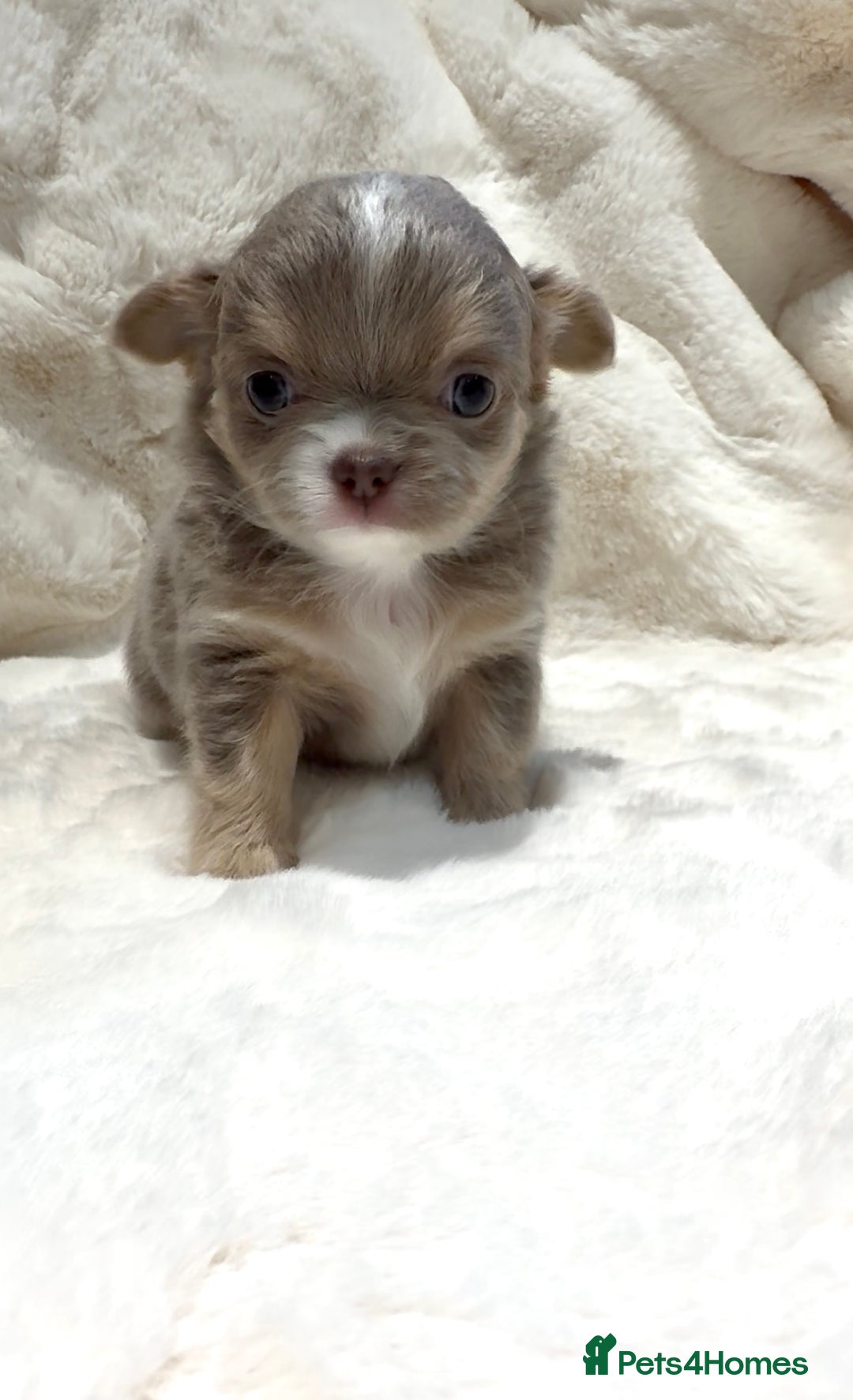 Chihuahua dogs for sale: QUALITY LONG COAT KC CHIHUAHUA PUPPIES  - Advert 37