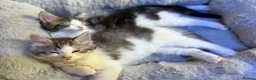 Mixed Breed cats for sale: 3 beautiful kittens ready to leave  - Advert 14