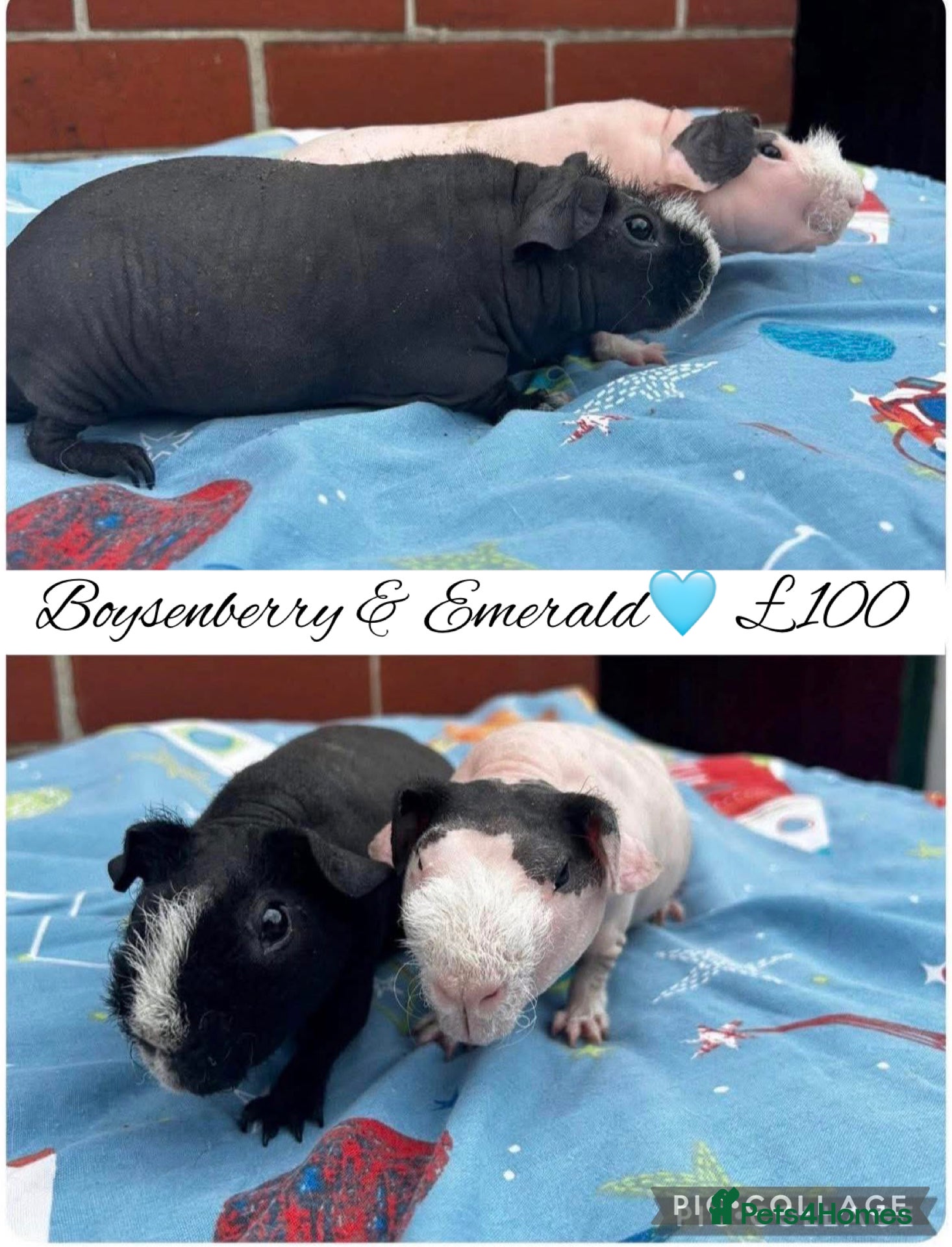 Guinea Pig rodents Skinny pigs  - Advert 3