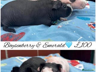 Guinea Pig rodents Skinny pigs - Advert 3
