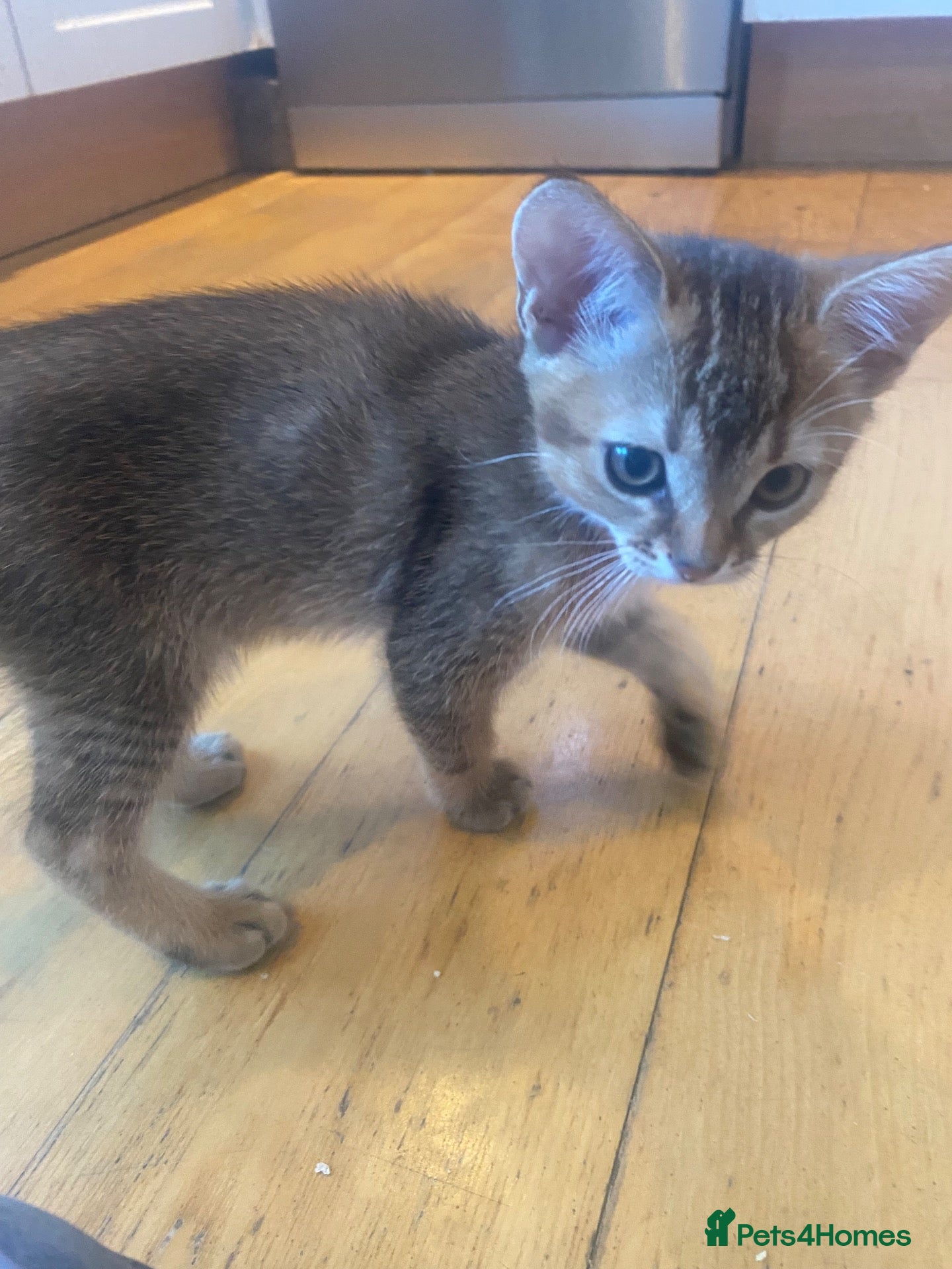 Abyssinian cats Four 3/4 Abyssinian 1/4 British shorthair kittens - Advert 1