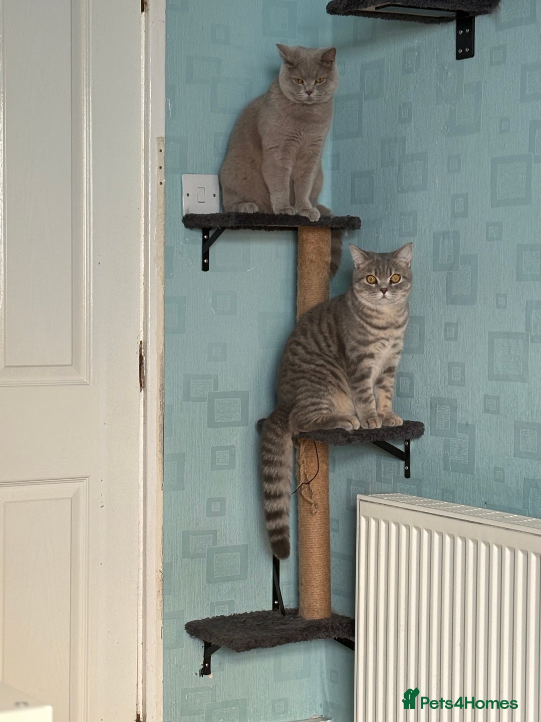 British Shorthair cats for sale: Lilac tabby British shorthair cat - Image 7