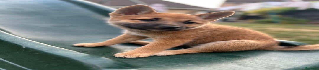 Japanese Shiba Inu Puppy 3