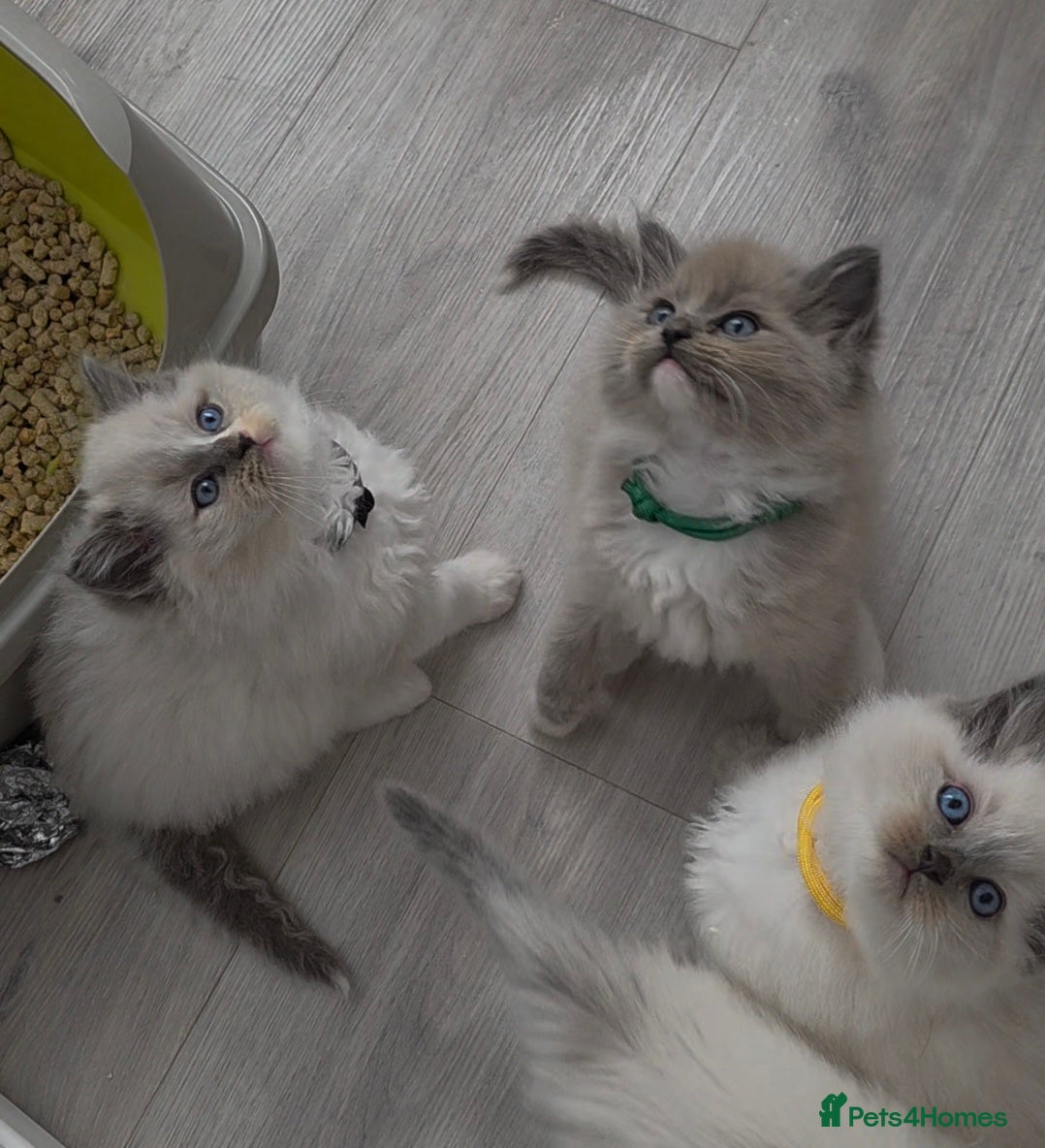Ragdoll cats BEAUTIFUL MINK & BLUE MITTED KITTENS 😸  - Advert 6