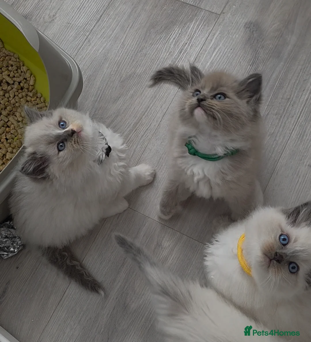 Ragdoll cats for sale: BEAUTIFUL MINK & BLUE MITTED KITTENS 😸  - Advert 1