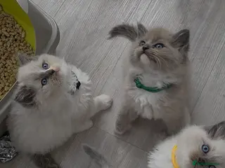 Ragdoll cats BEAUTIFUL MINK & BLUE MITTED KITTENS 😸 - Advert 6