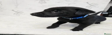 Labrador Retriever Puppy - Blue