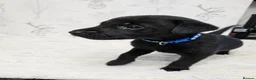 Labrador Retriever dogs for sale: 4 male black lab pups - Advert 10