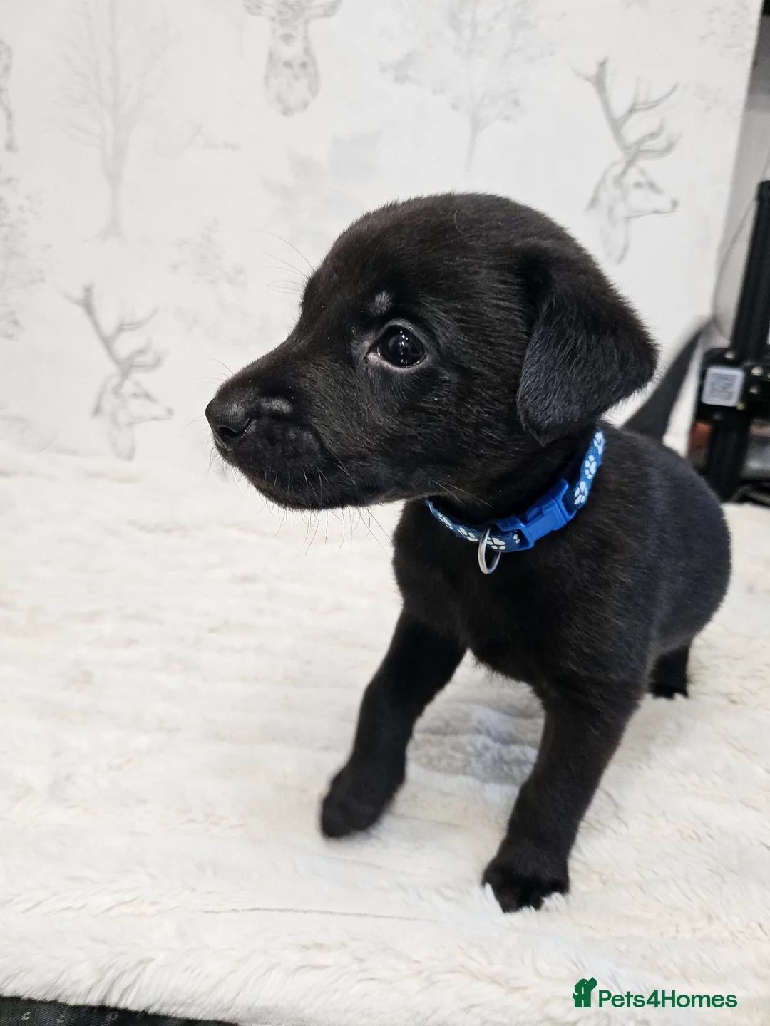 Labrador Retriever dogs for sale: 4 male black lab pups - Advert 10