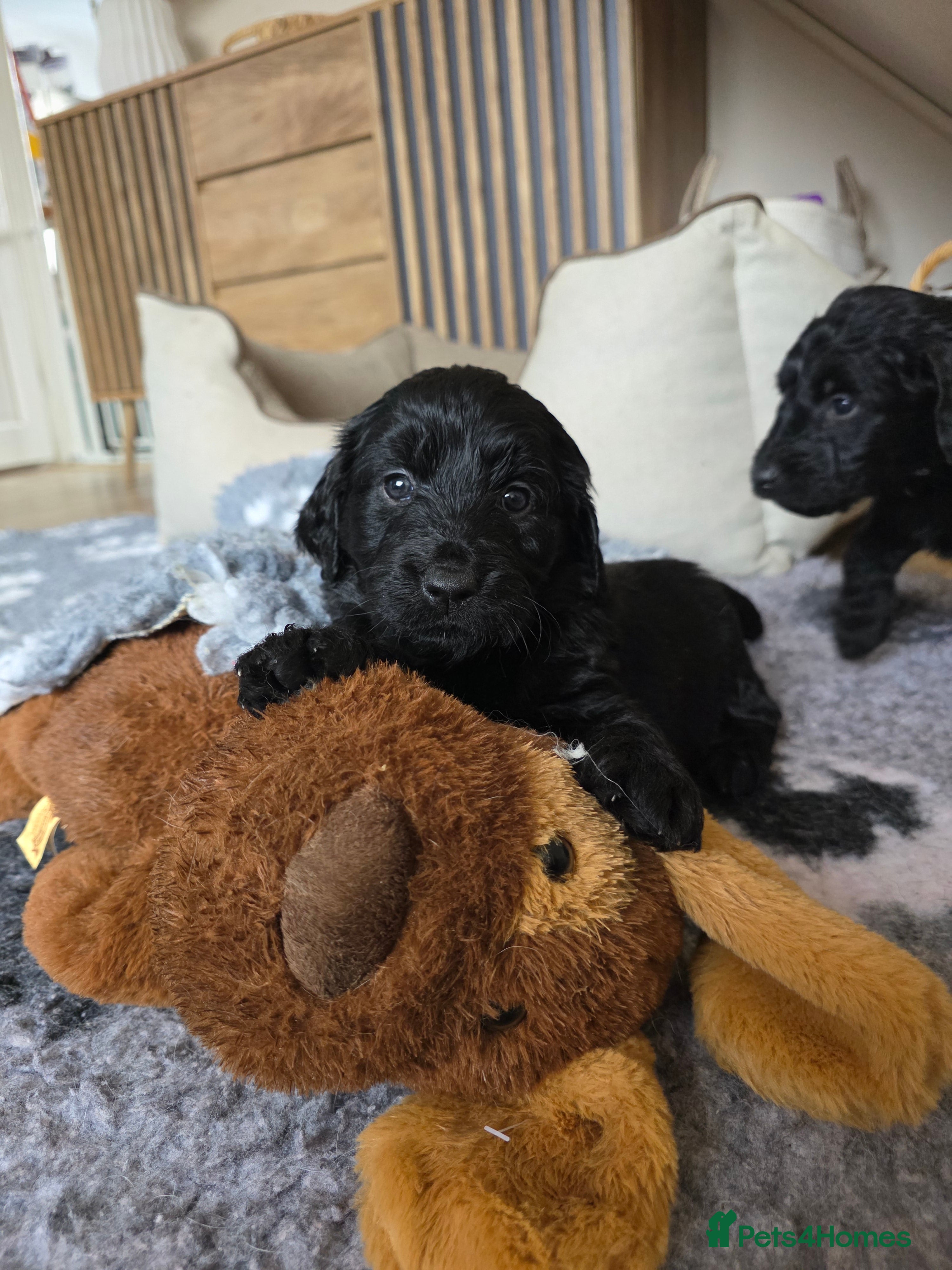 Goldendoodle dogs Outstanding F1 Goldendoodle Puppies - Advert 10