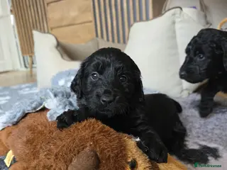 Goldendoodle dogs Outstanding F1 Goldendoodle Puppies - Advert 10