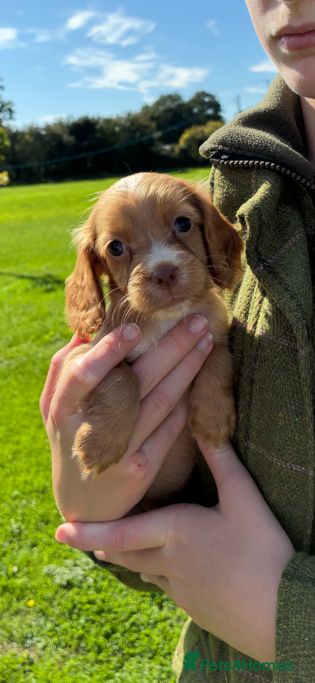Cocker Spaniel dogs for sale: WORKING COCKER SPANIELS - Image 4