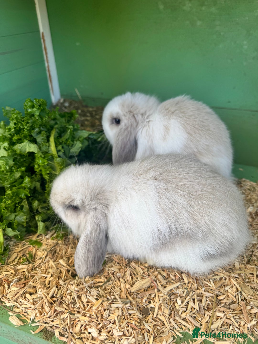 Mini Lop rabbits for sale: Mini lop - Advert 9