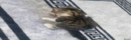 Mixed Breed cats for sale: little female tortoise shell kitten - Advert 4