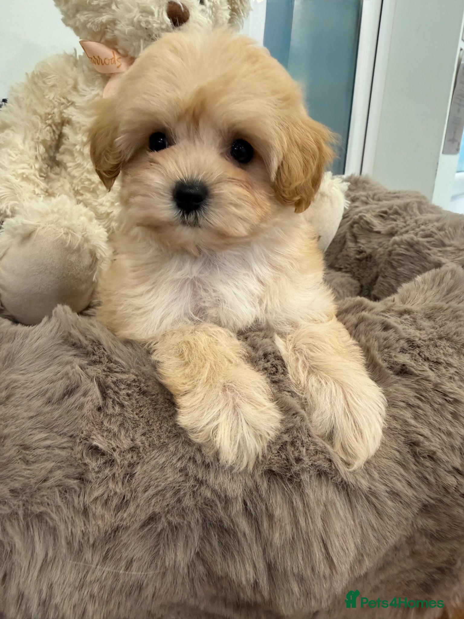 Maltipoo dogs for sale: 7 beautiful girls. F1. DNA clear & health tested.  - Advert 11