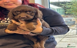 Sproodle dogs for sale: Ready now Springer cross labradoodle - Image 3