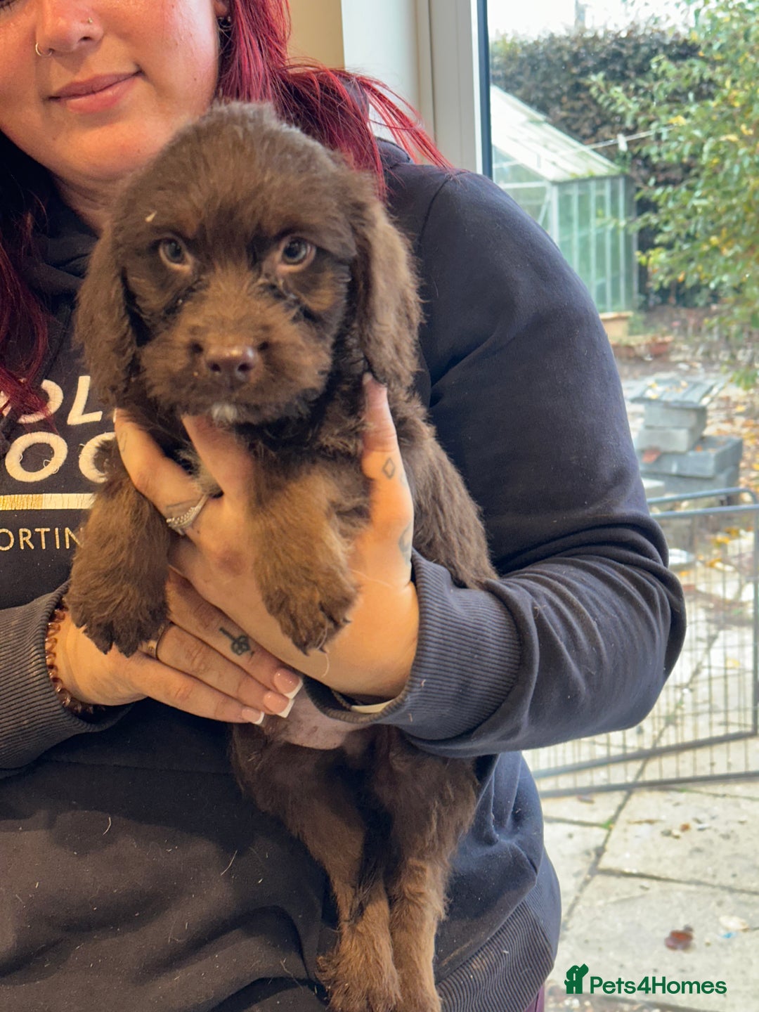 Sproodle dogs for sale: Ready now Springer cross labradoodle - Image 3