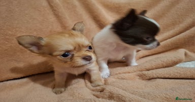 Chihuahua dogs - Advert 10