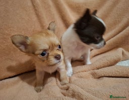 Chihuahua dogs - Advert 13