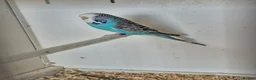 Budgerigars birds for sale: Beautiful Hand Tame English Budgies only £45 each - Advert 11