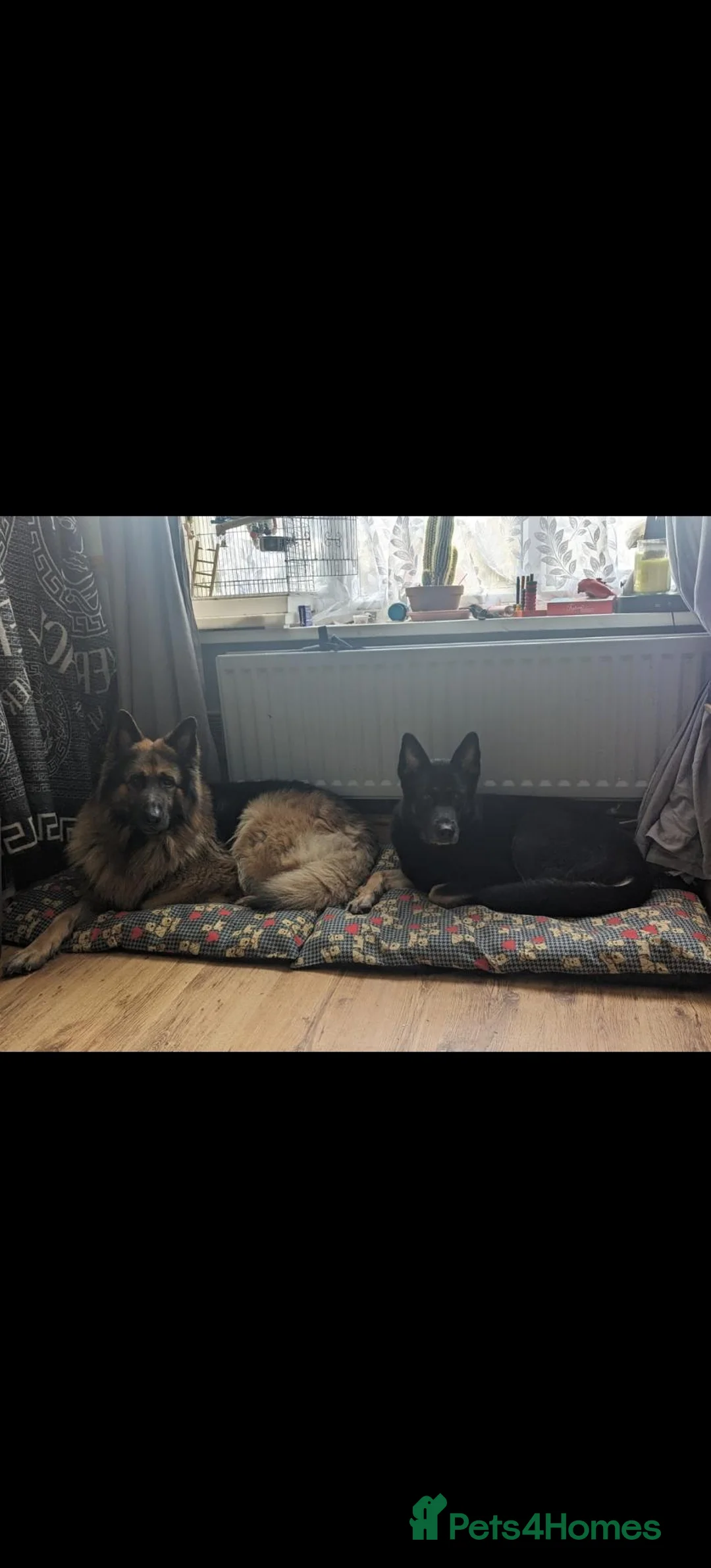 German Shepherd dogs for sale: 2 German shepherds need a loving home - Advert 4