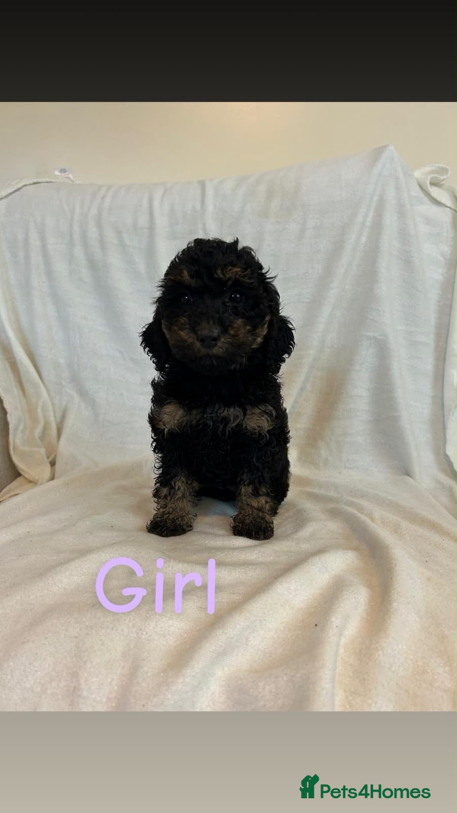 Cockapoo dogs F1bs cockapoo puppies  - Advert 1