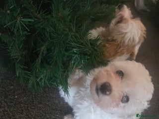 Maltese dogs Bichon Maltese Puppies,1 Male,2 Females,1 Mini Toy - Advert 4