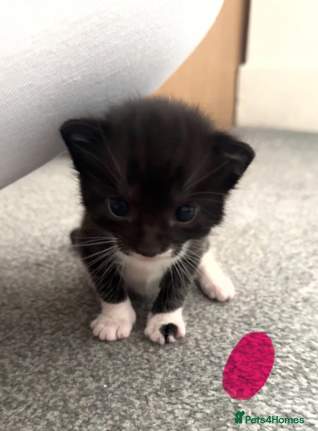 Bengal cats for sale: Bengal x Tuxedo kittens for sale - Advert 8