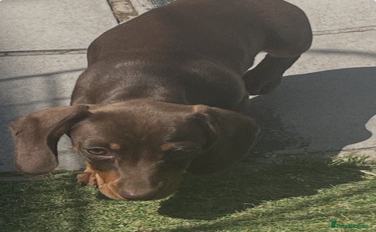 Dachshund dogs - Advert 8