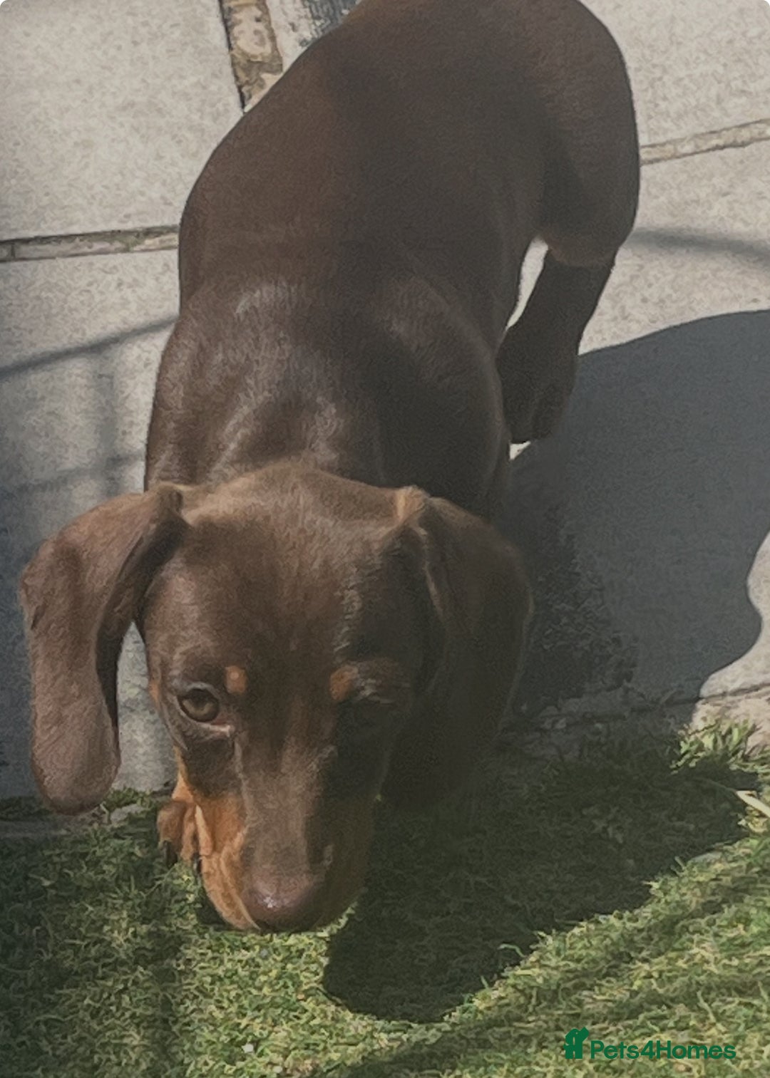 Dachshund dogs for sale: Mini dachshund  - Image 1