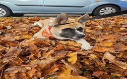 Akita dogs for sale: For rehome  - Image 9