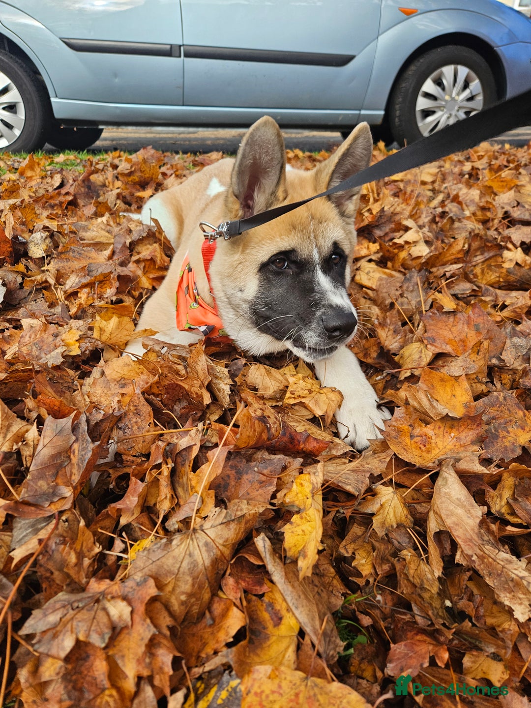 Akita dogs for sale: For rehome  - Image 9