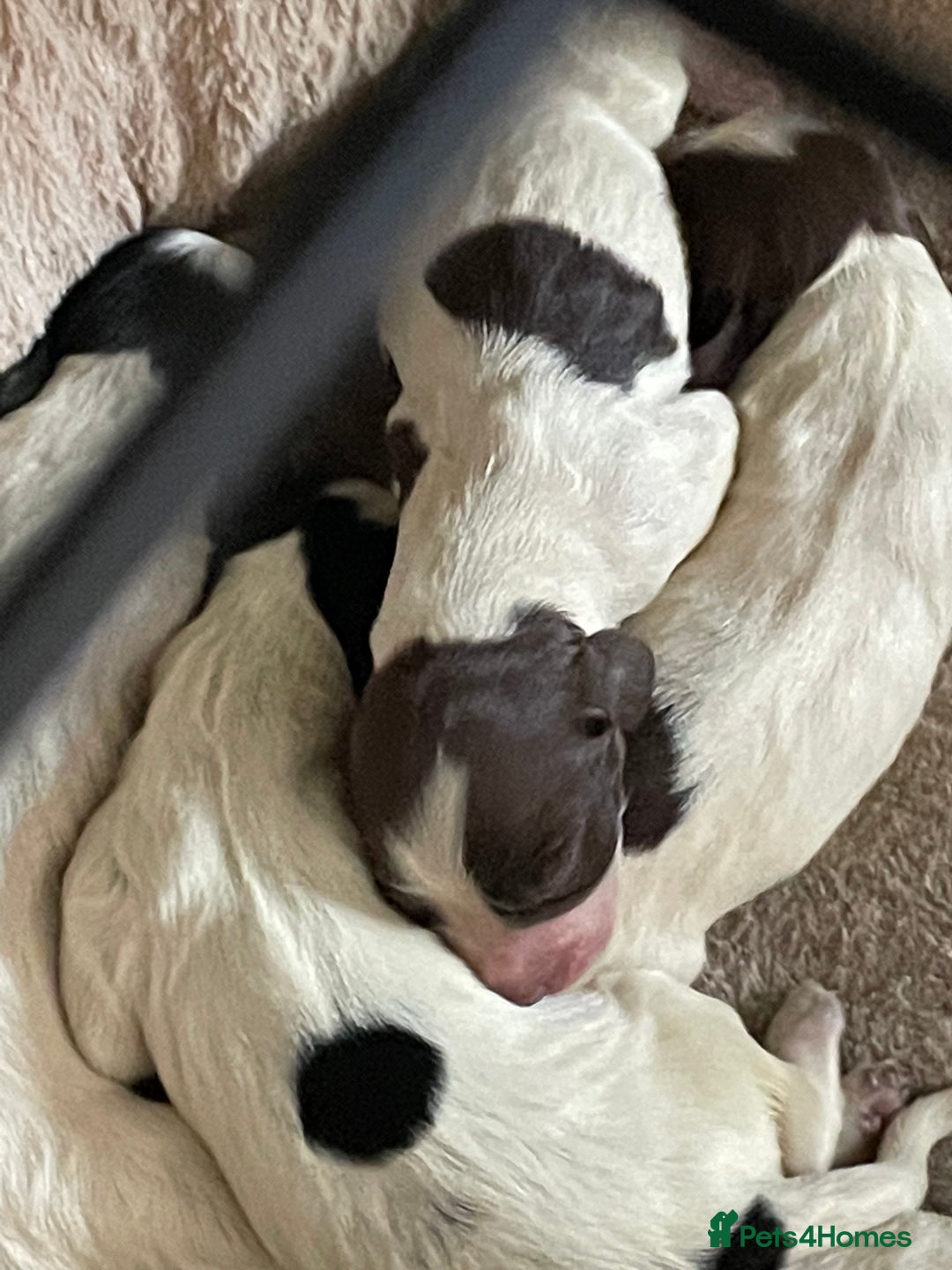 Sprocker dogs for sale: Sprocker puppys - Image 8