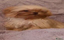Mixed Breed dogs for sale: TINY IMPERIAL SHITZU X POMERANIAN  - Image 5