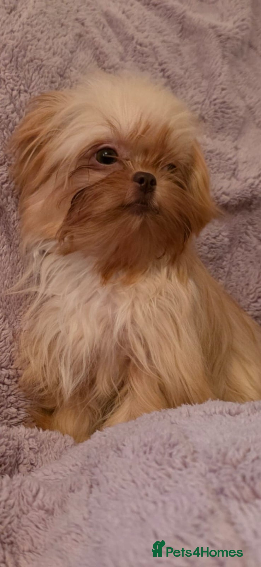 Mixed Breed dogs for sale: TINY IMPERIAL SHITZU X POMERANIAN  - Image 5
