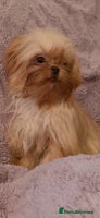 Mixed Breed dogs - Advert 5