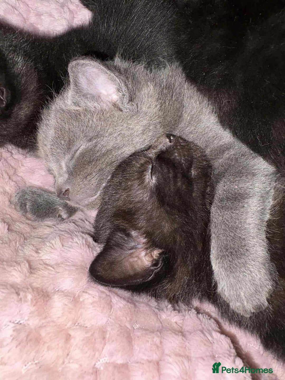 Mixed Breed cats for sale: Bombay cat  - Advert 18